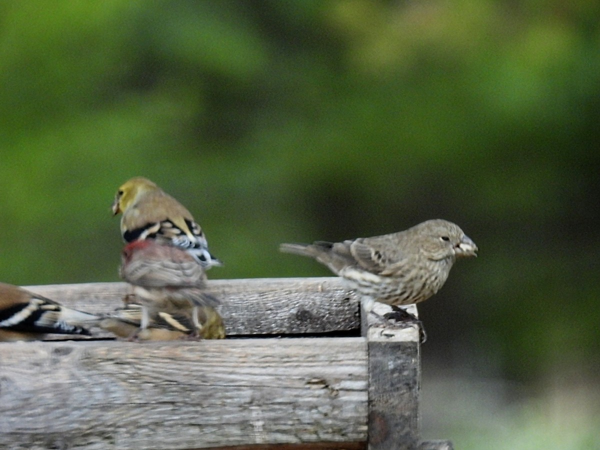 Roselin familier - ML644904606