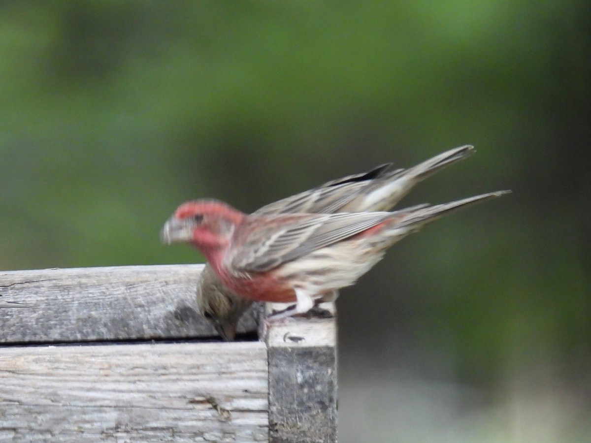 Roselin familier - ML644904607