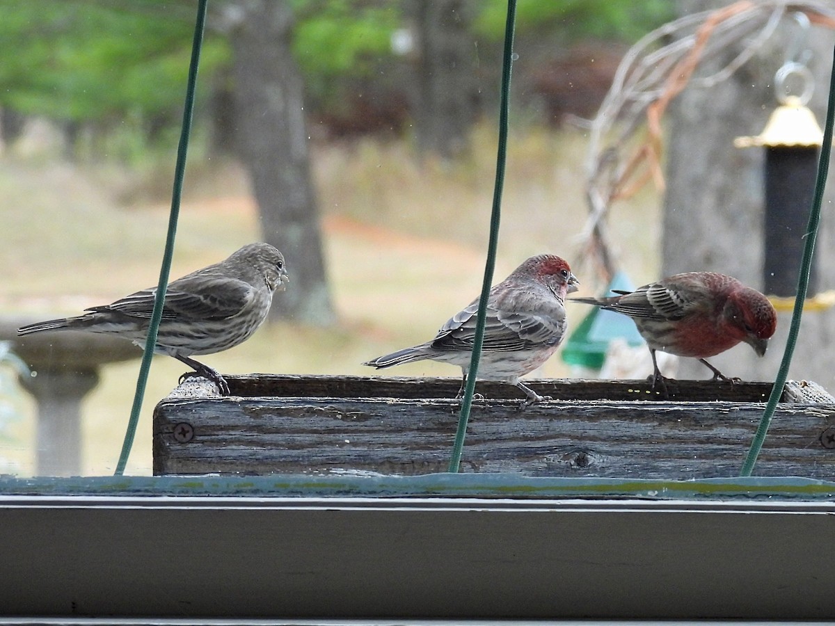 Roselin familier - ML644904608