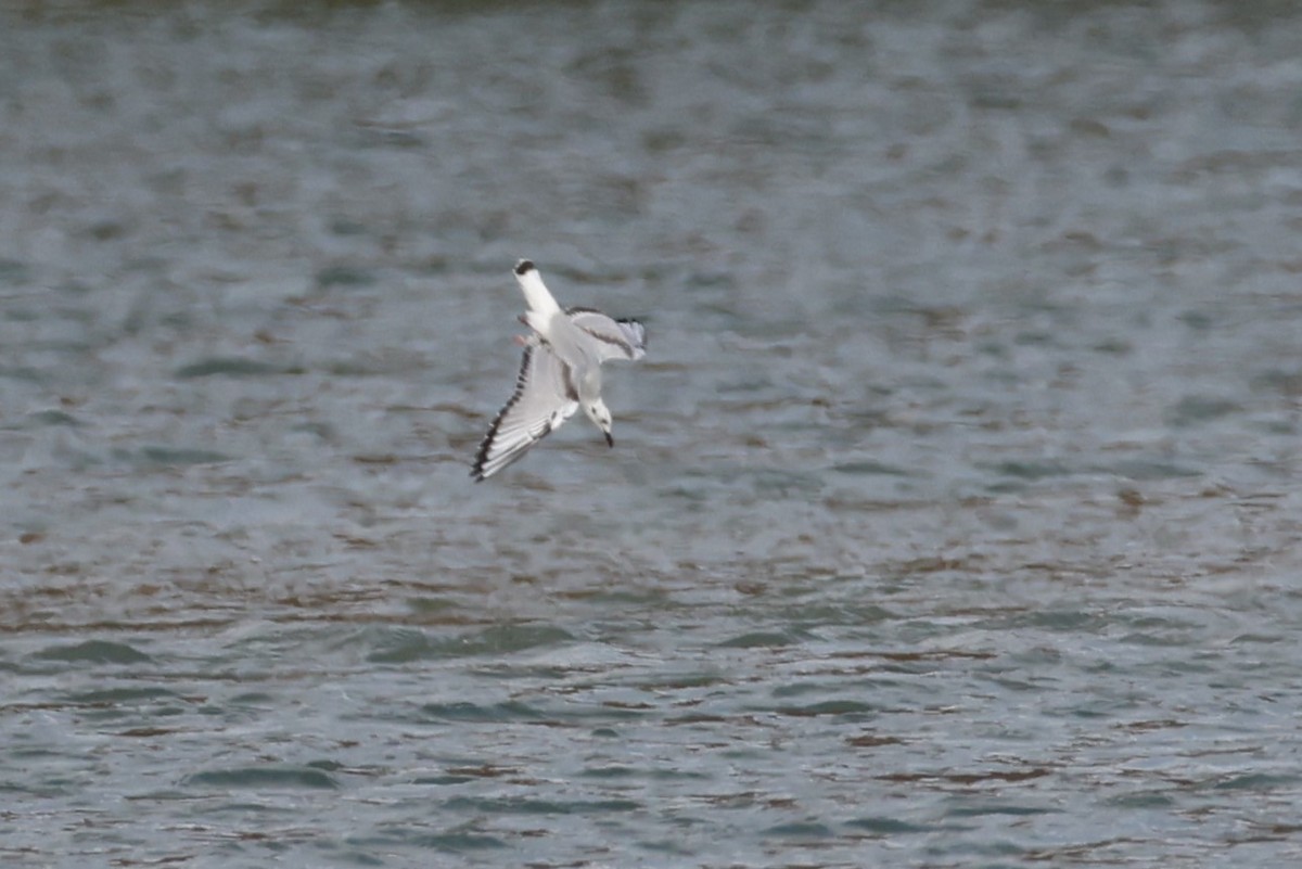 Bonaparte's Gull - ML644904643
