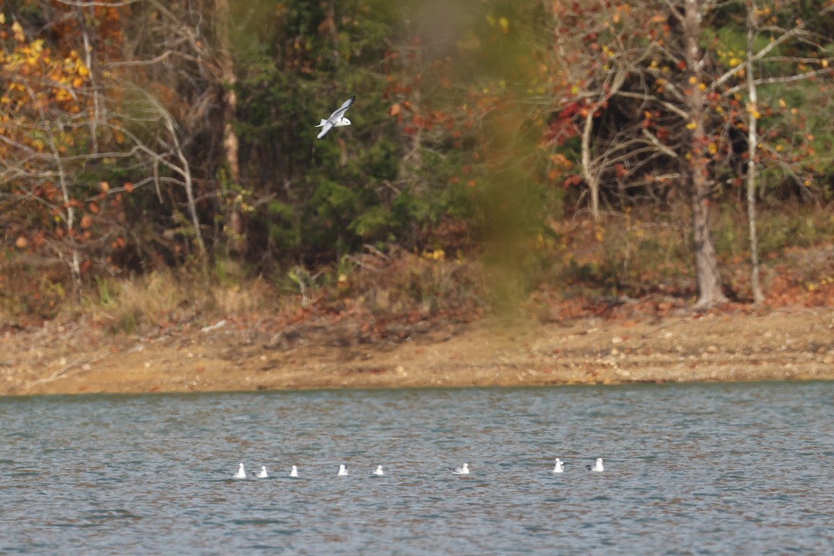 Black-legged Kittiwake - ML644904644