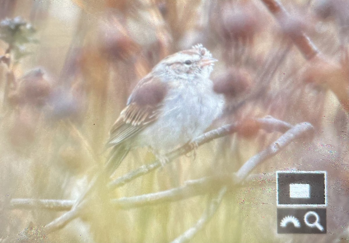 Chipping Sparrow - ML644904648