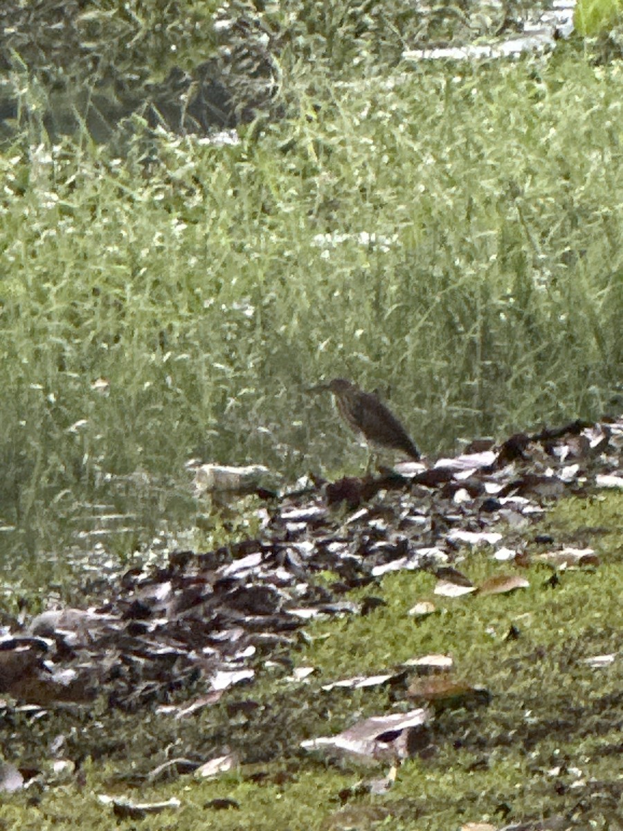 volavka hnědohřbetá - ML644904653