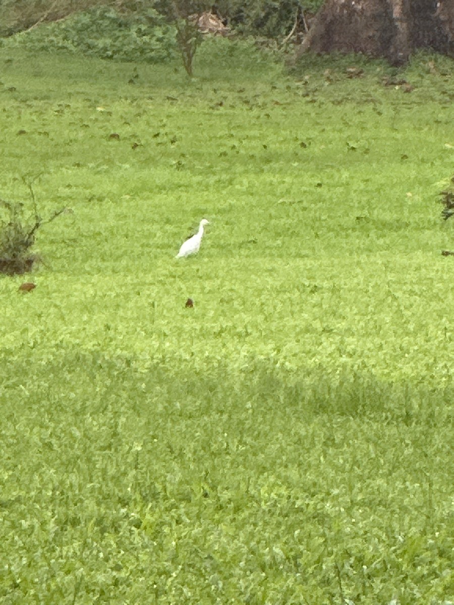 volavka dobytčí - ML644904671