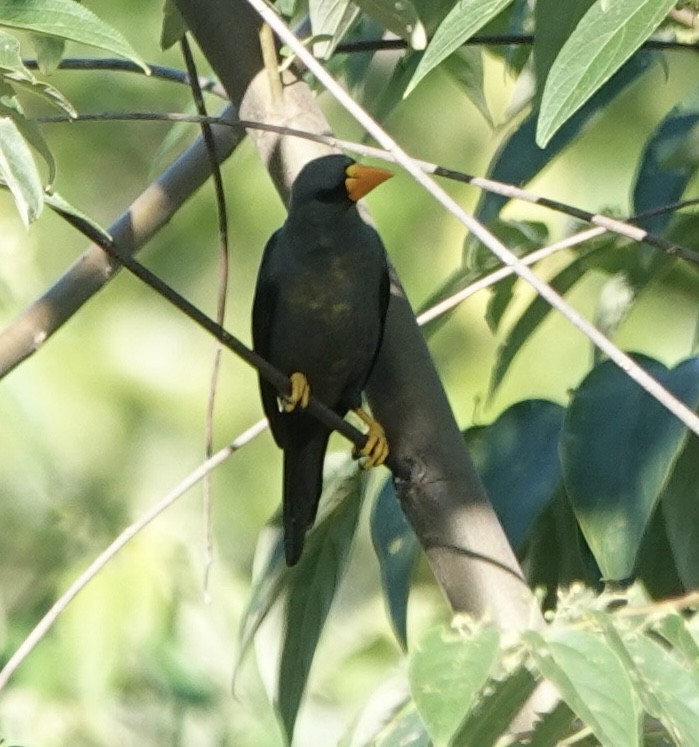 Scissirostre des Célèbes - ML644904678