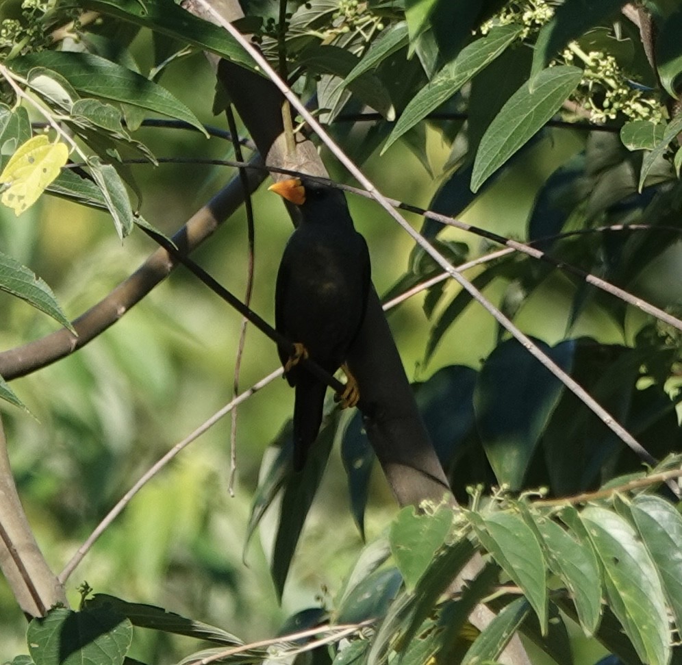 Scissirostre des Célèbes - ML644904679