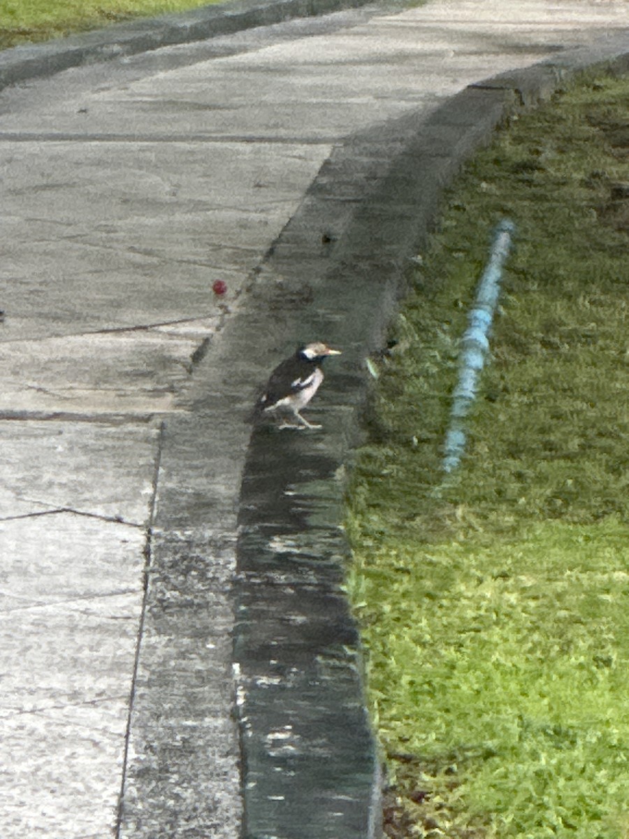 印度鵲椋鳥 - ML644904681