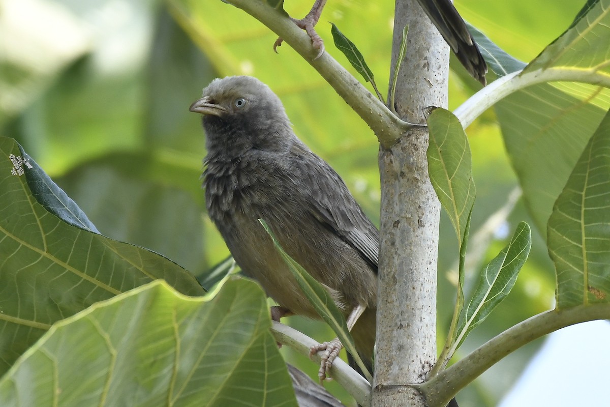 Yellow-billed Babbler - ML644904691