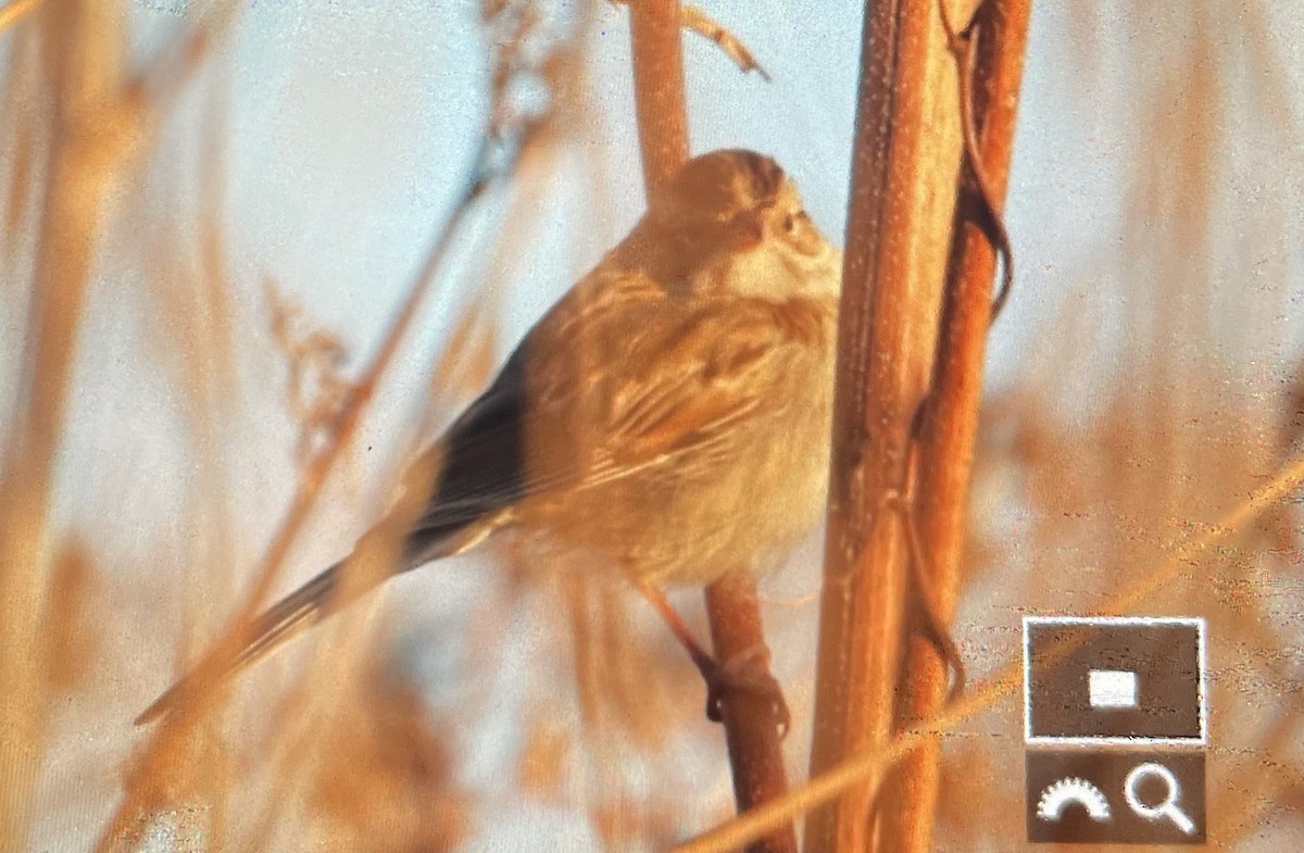 Clay-colored Sparrow - ML644904693