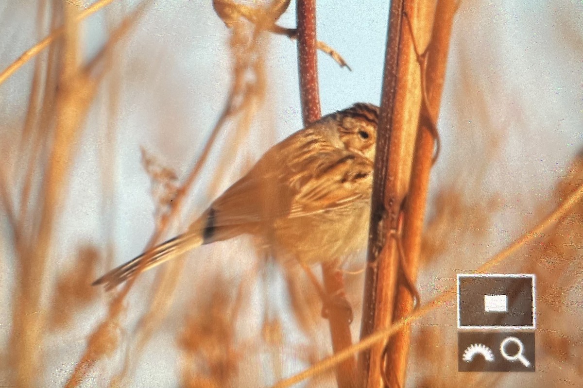 Clay-colored Sparrow - ML644904694