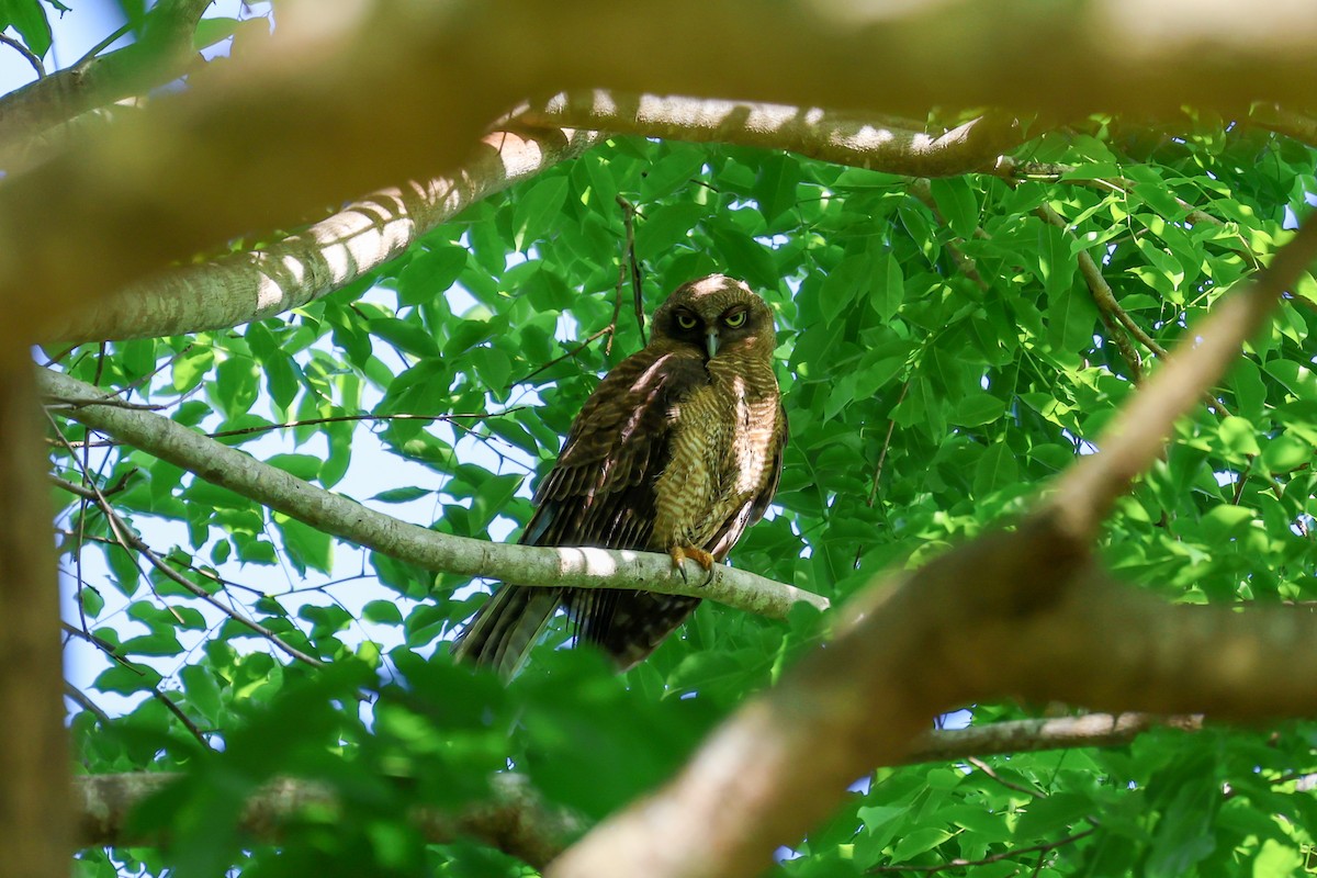 Рыжая иглоногая сова - ML644904695