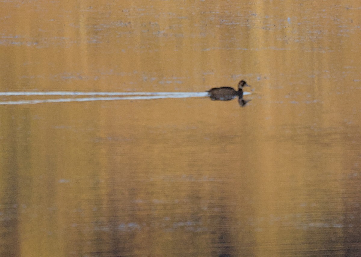 Southern Pochard - ML644904697