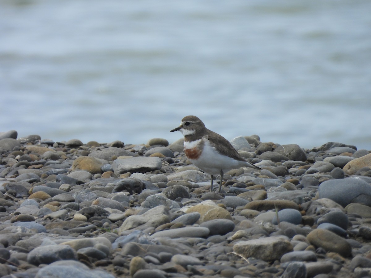 Double-banded Plover - ML644904703
