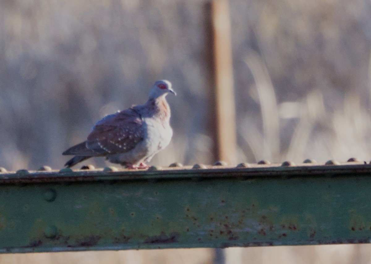 Speckled Pigeon - ML644904704