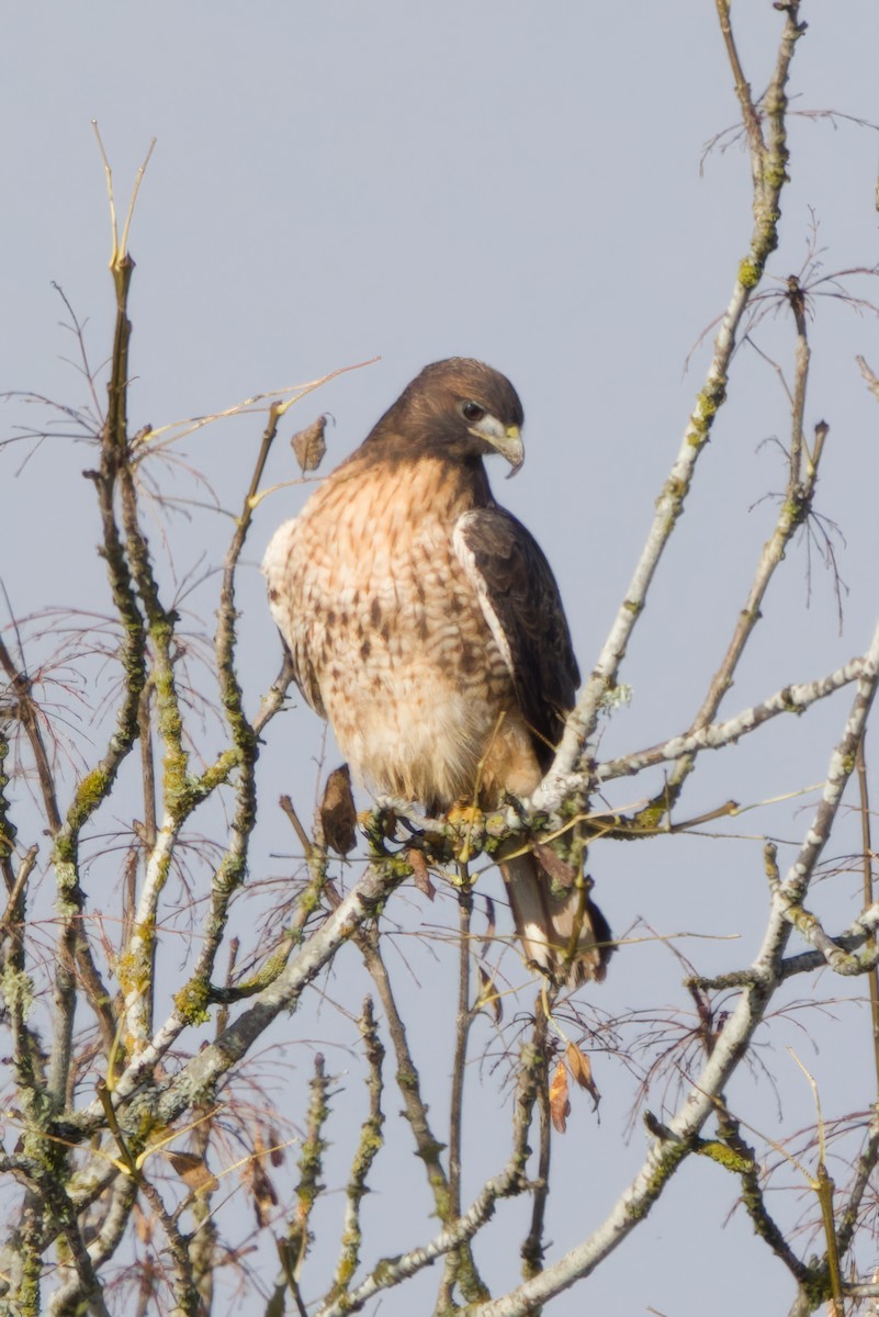 Red-tailed Hawk - ML644904710