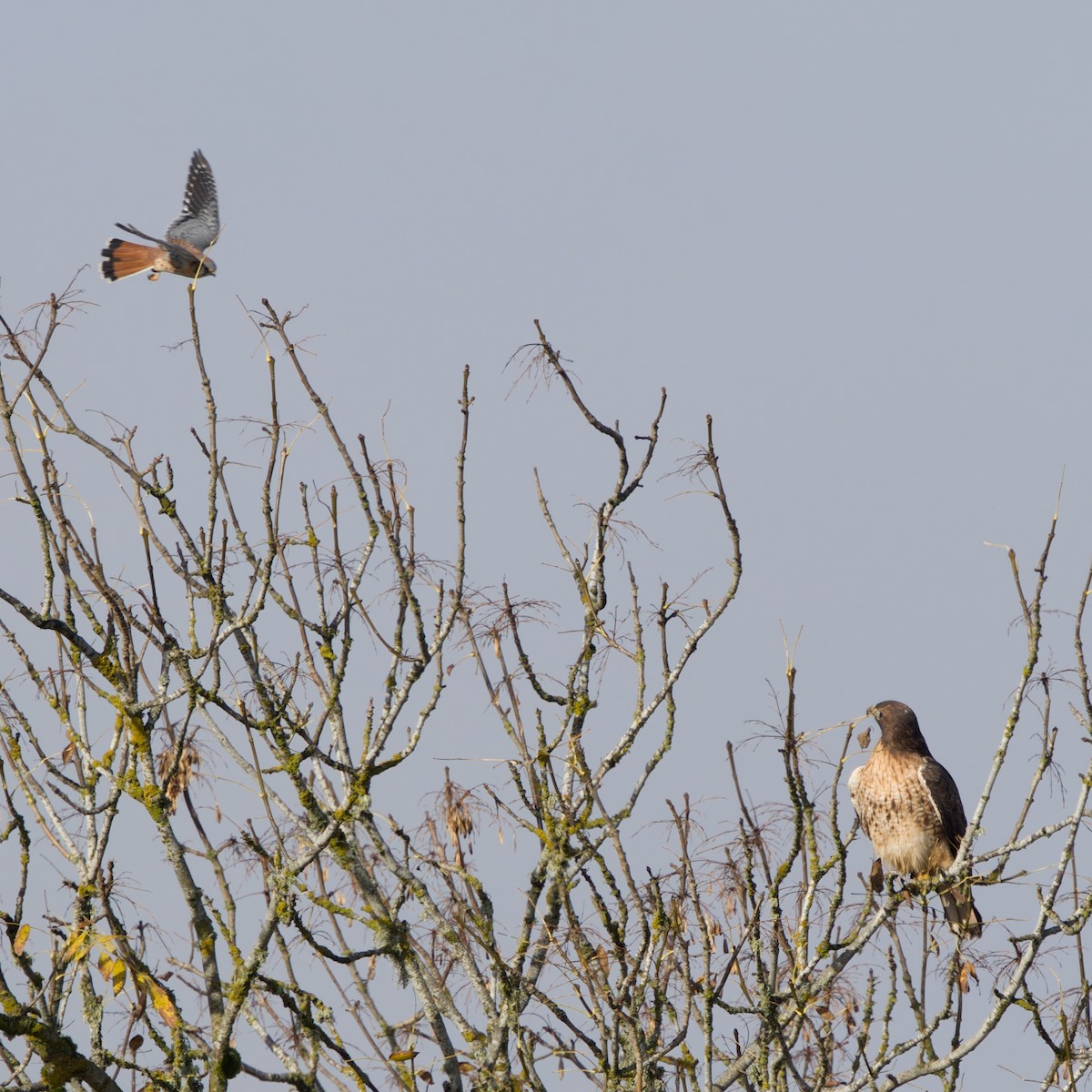 Red-tailed Hawk - ML644904714