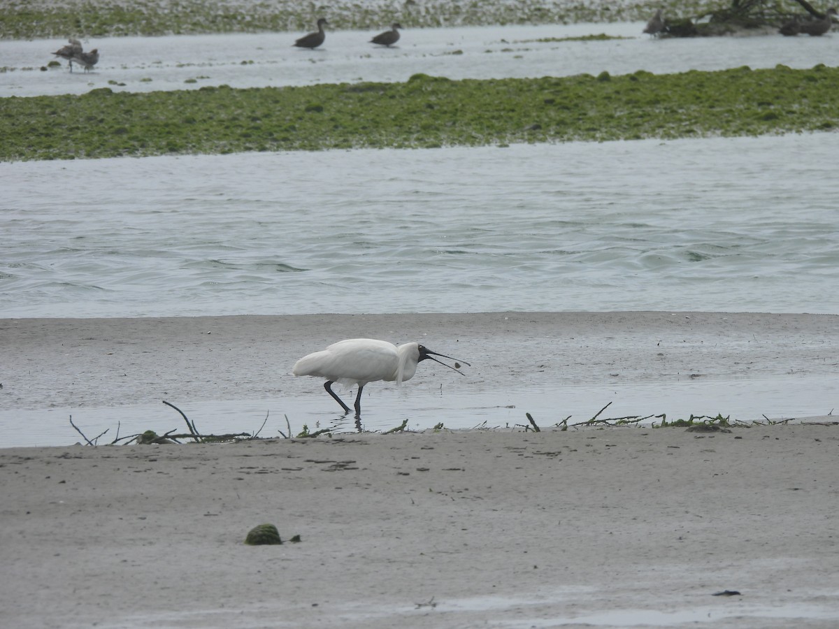 Royal Spoonbill - ML644904728