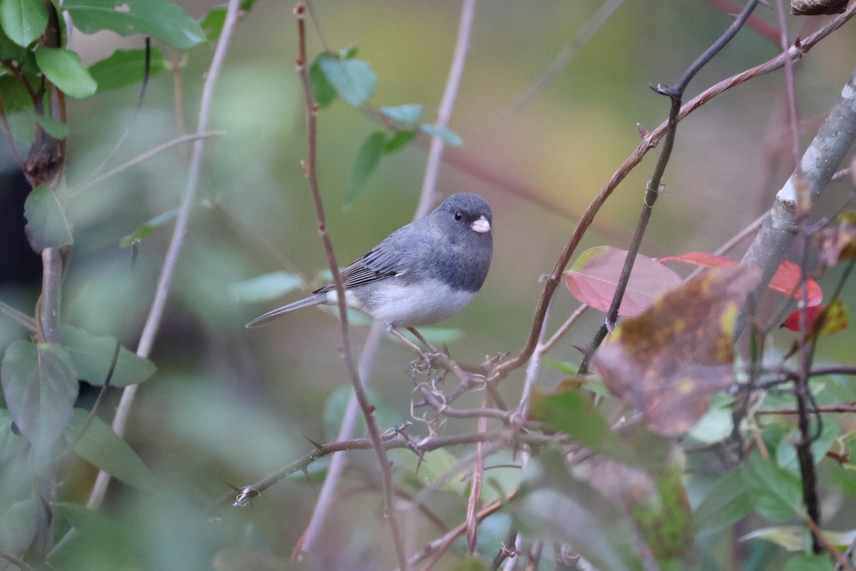Dark-eyed Junco (Slate-colored) - ML644904749