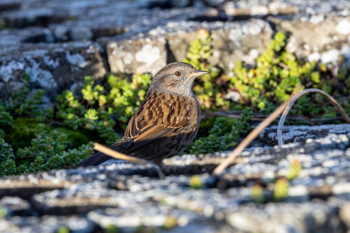 Dunnock - ML644904767