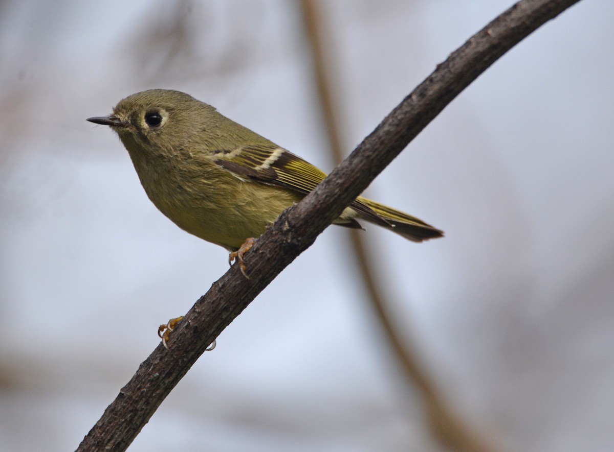 Ruby-crowned Kinglet - ML644904810