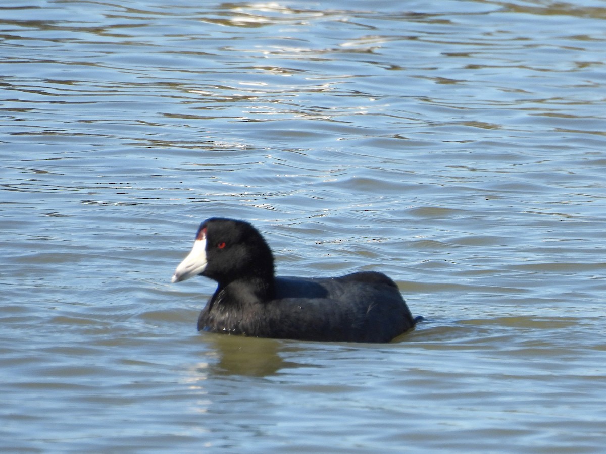 אגמית אמריקנית - ML644904828