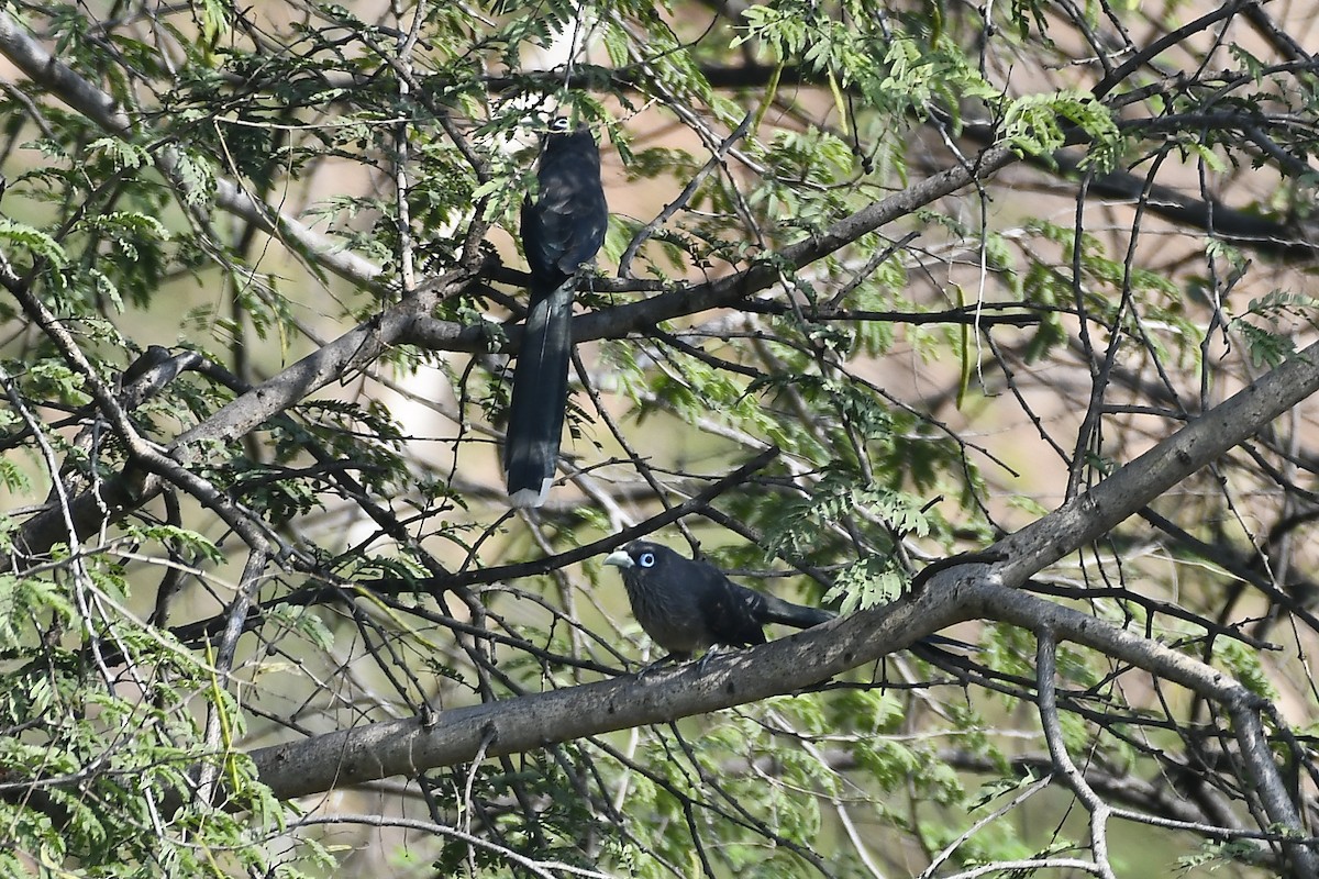 Малкога сірочерева - ML644904839