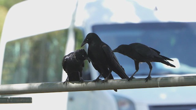 Küçük Kuzgun - ML644904869