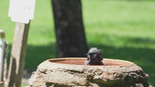 Onikikardeş - ML644904870