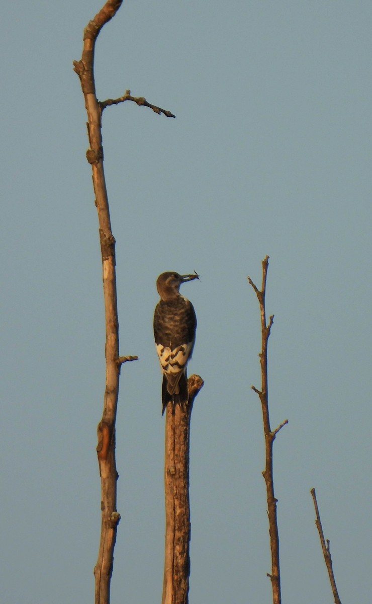 Red-headed Woodpecker - ML644904911