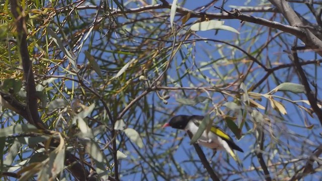 Boyalı Balkuşu - ML644904913