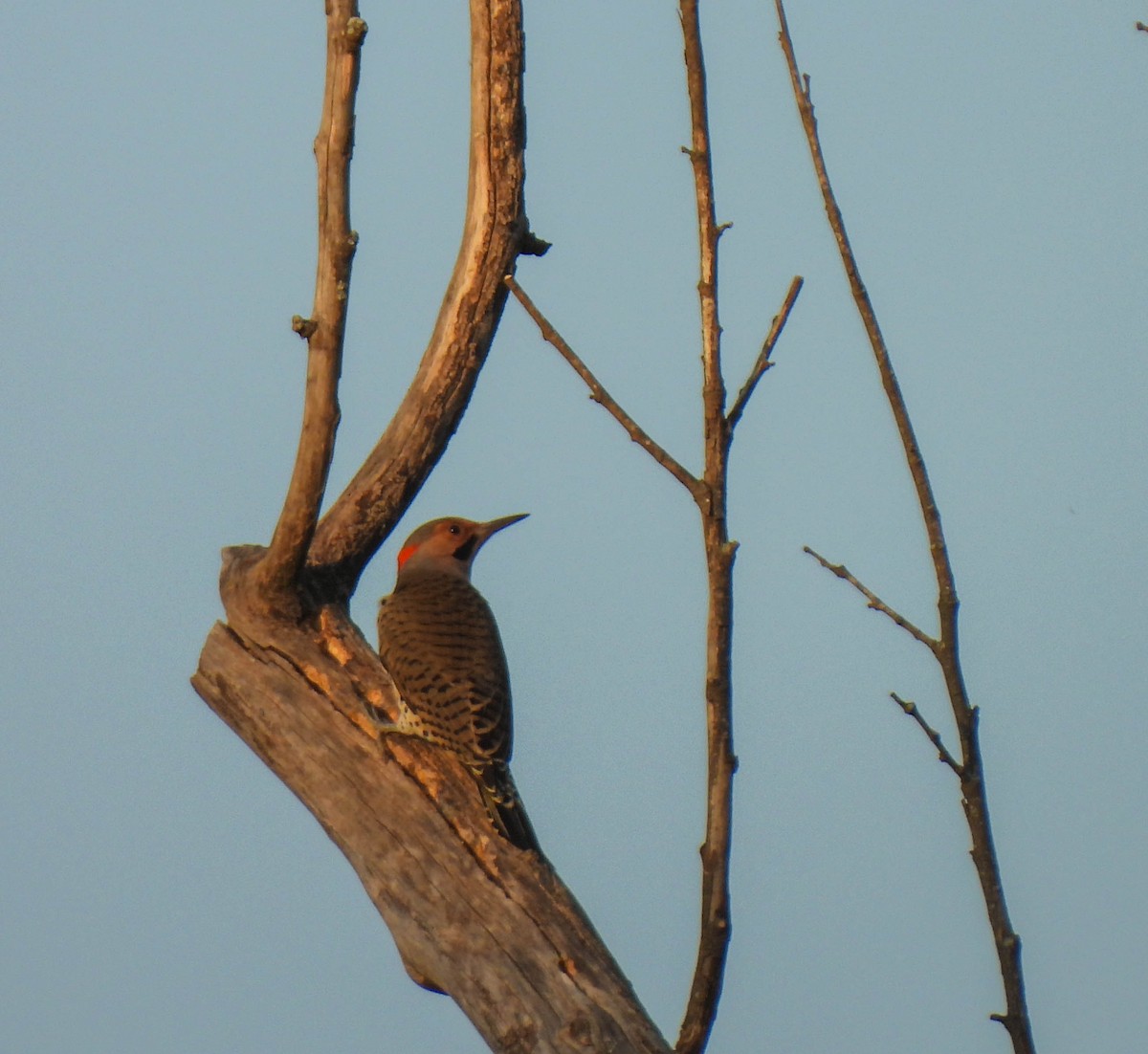 Northern Flicker - ML644904914