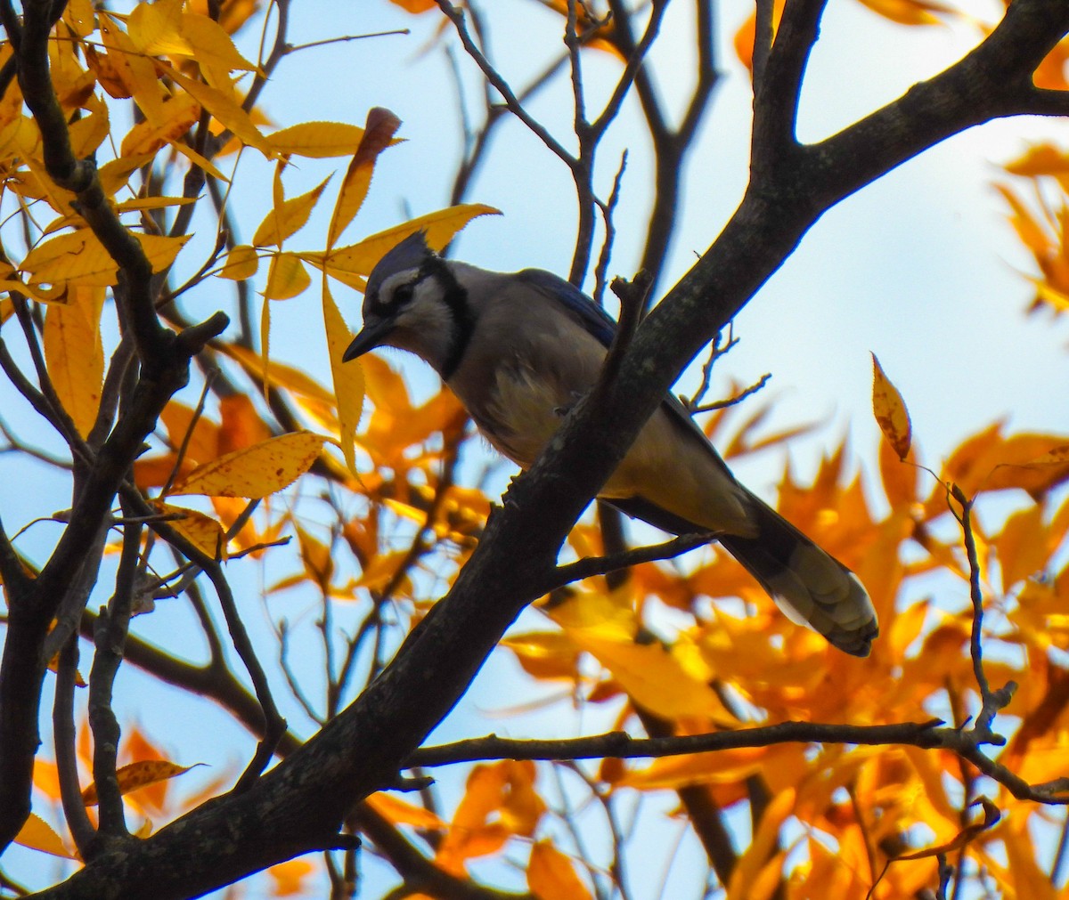 Blue Jay - ML644904920