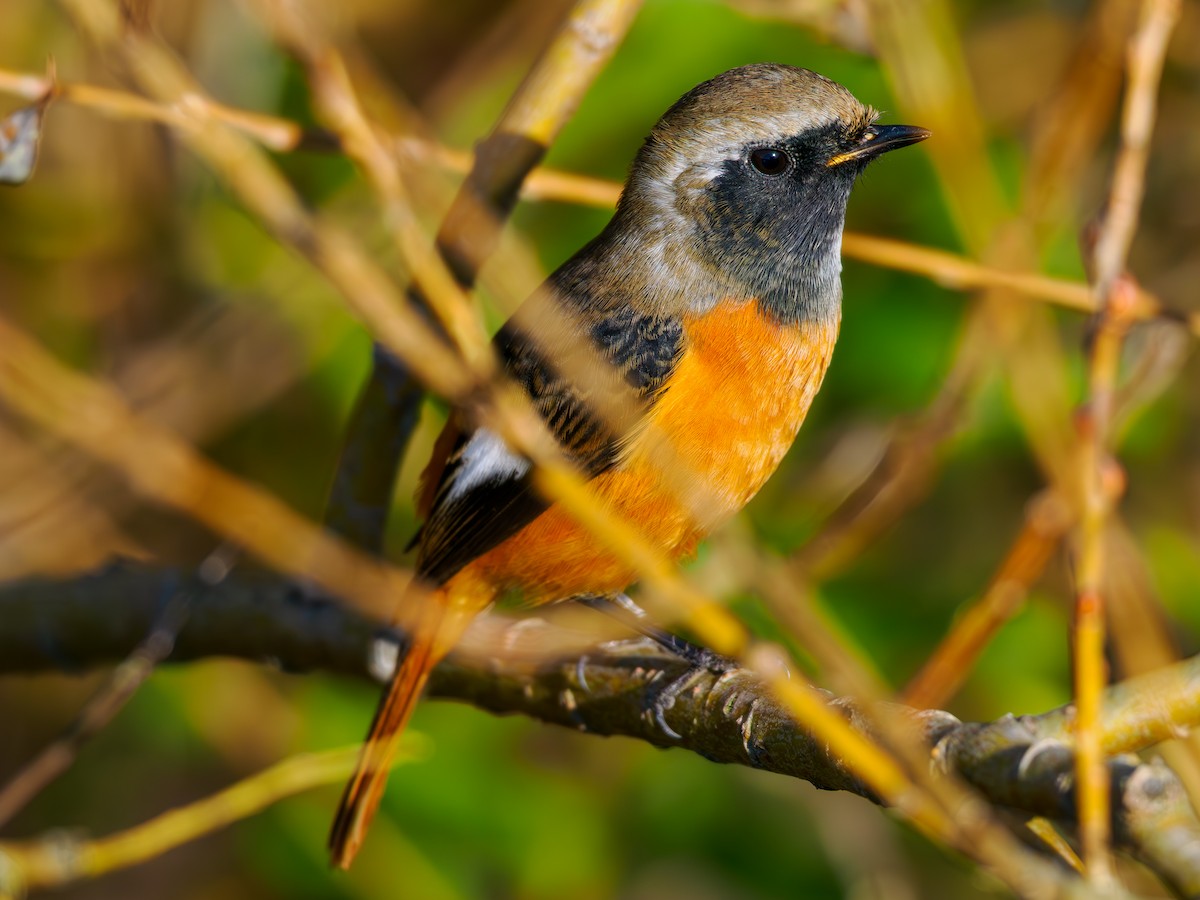 Daurian Redstart - ML644904921