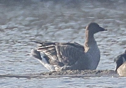 Oie de la toundra - ML644904931