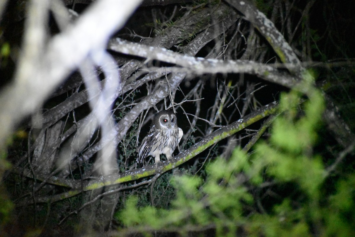 Mottled Owl - ML644904952