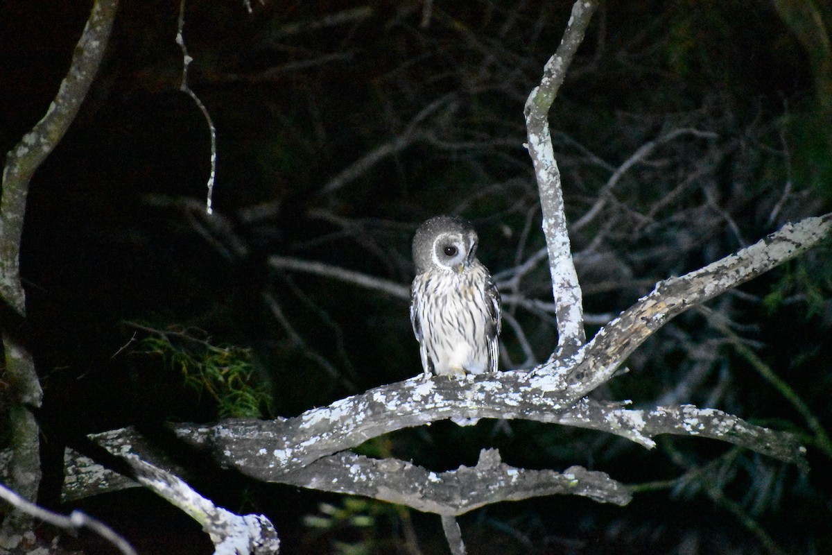 Mottled Owl - ML644904953