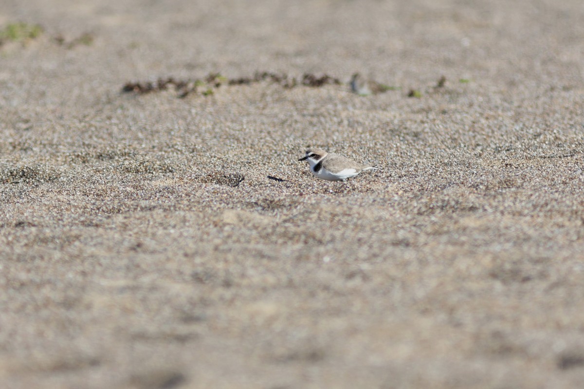 Snowy Plover - ML644904954