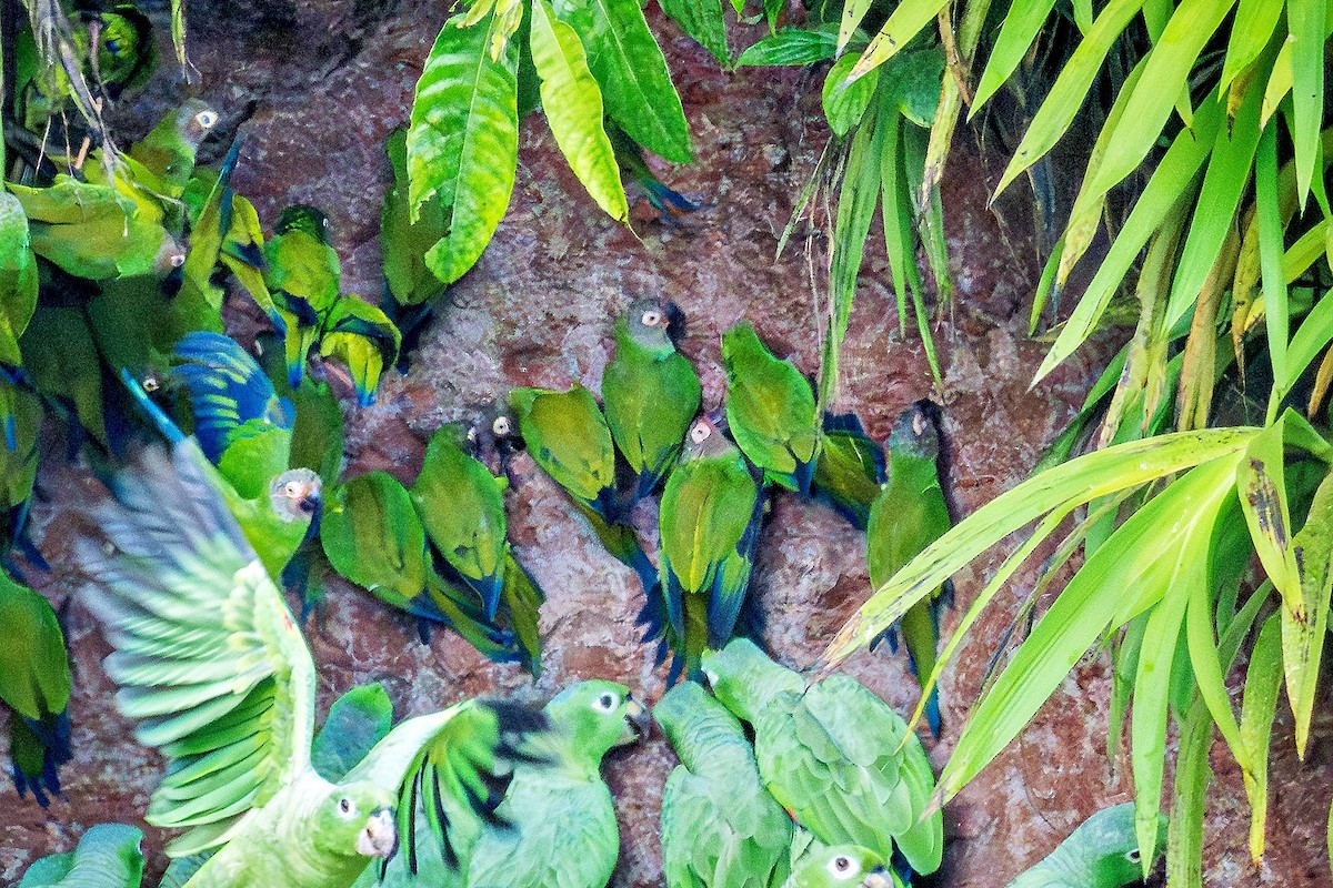 Dusky-headed Parakeet - ML644904961