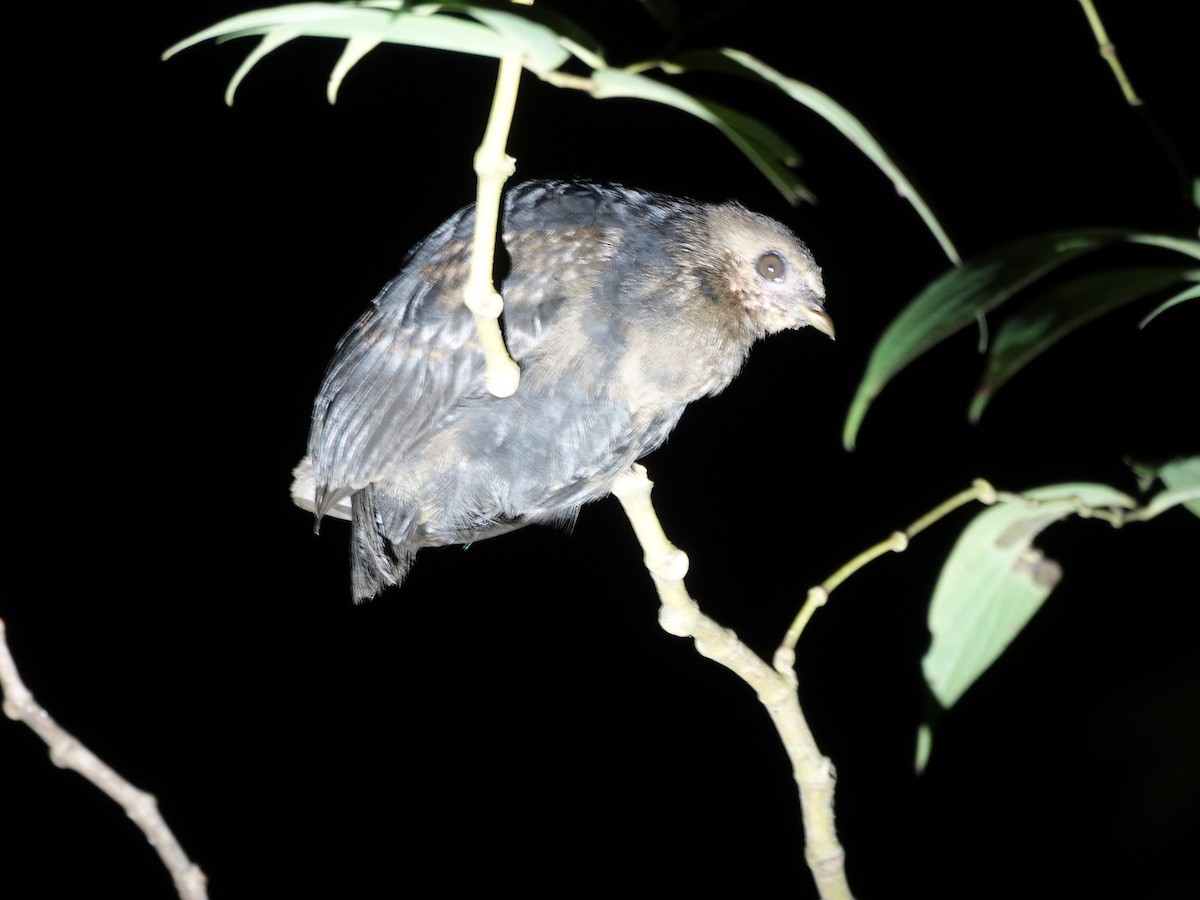 Dusky Megapode (Dusky) - ML644904963