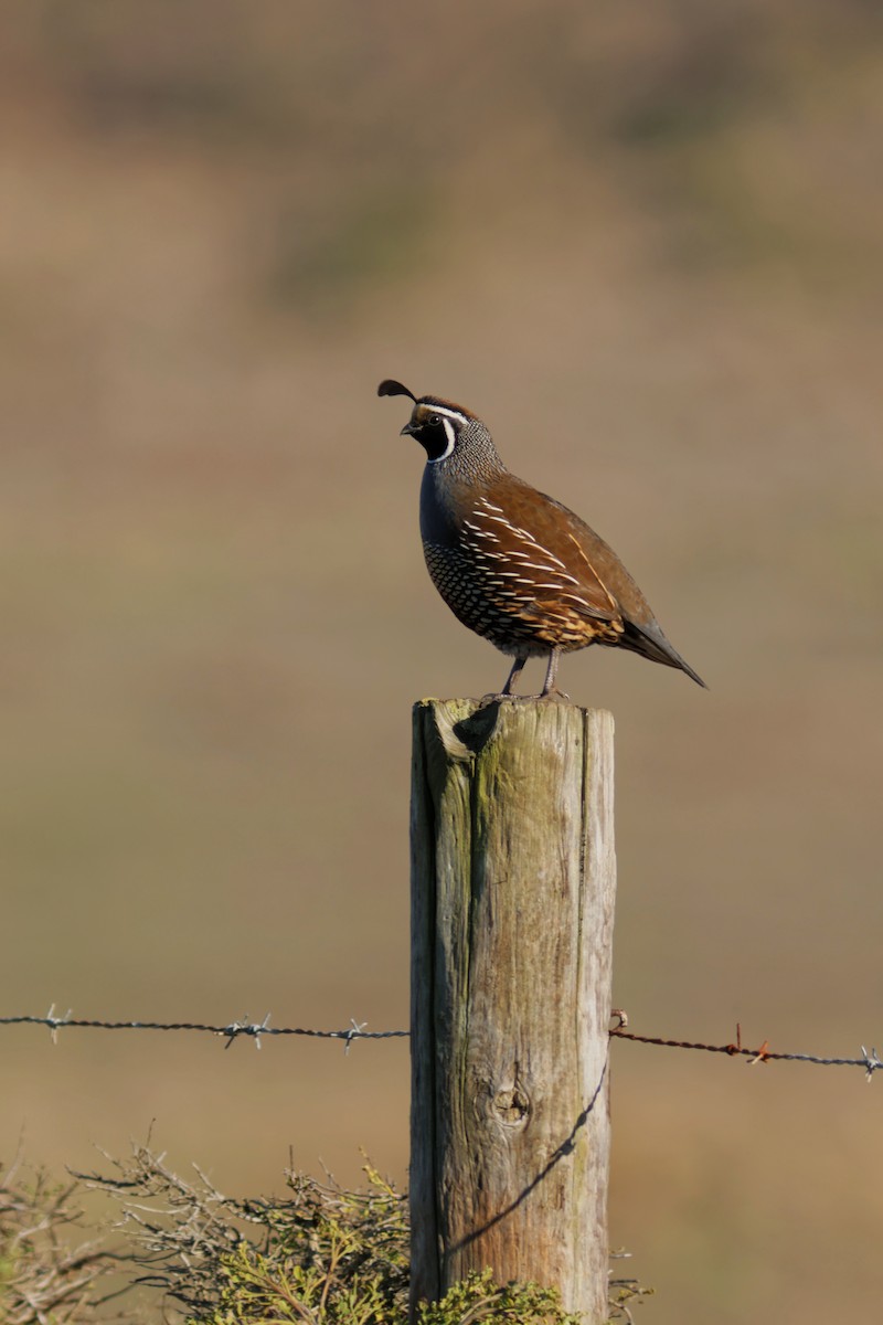 California Quail - ML644904964