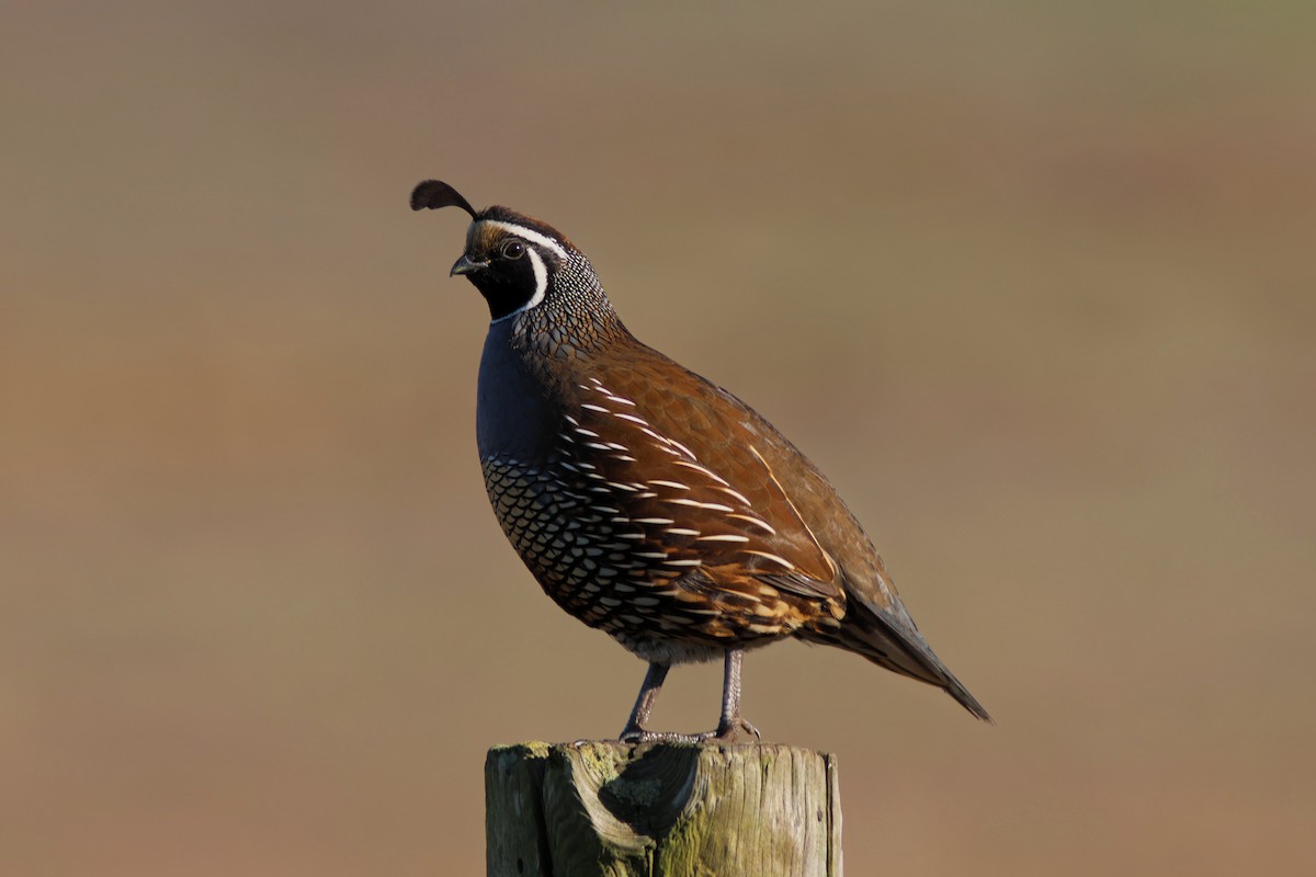 California Quail - ML644904965
