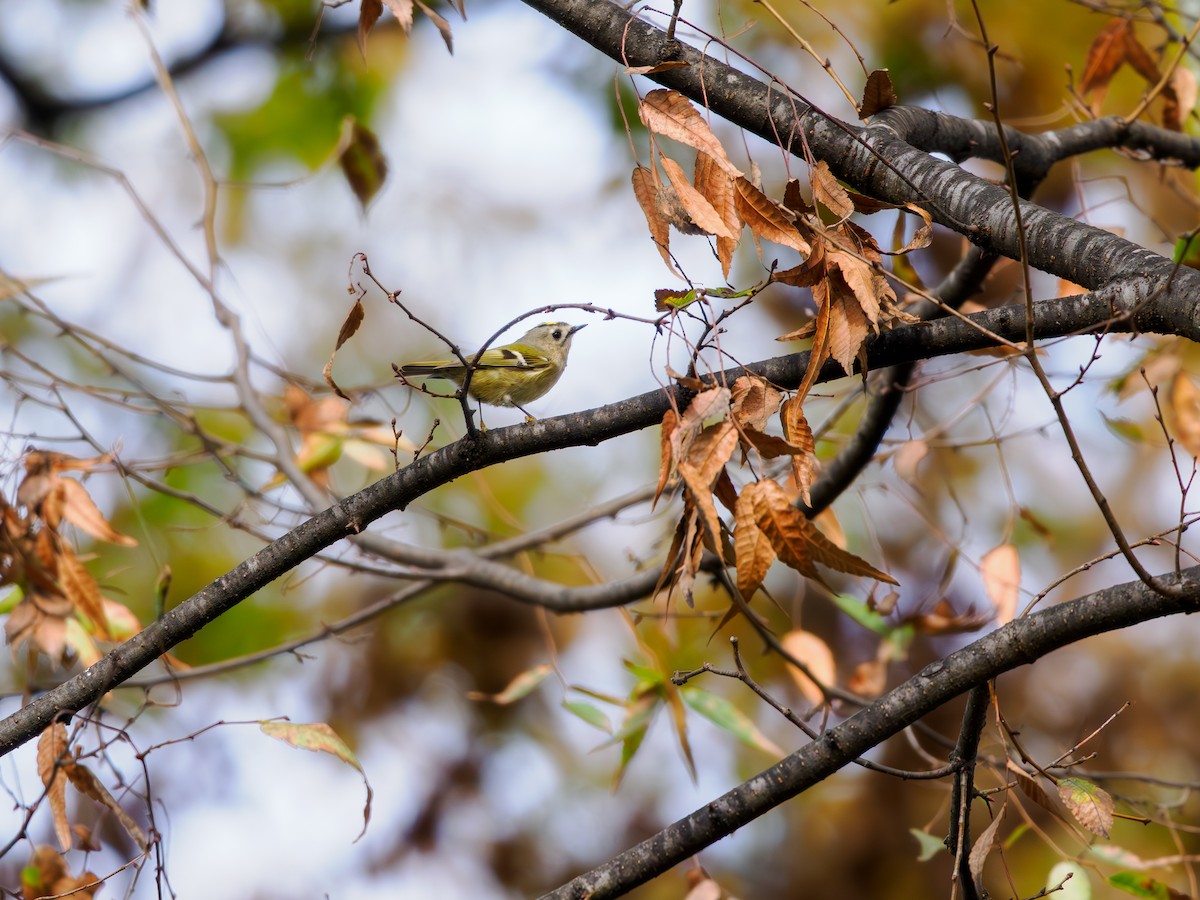 Goldcrest - ML644904968