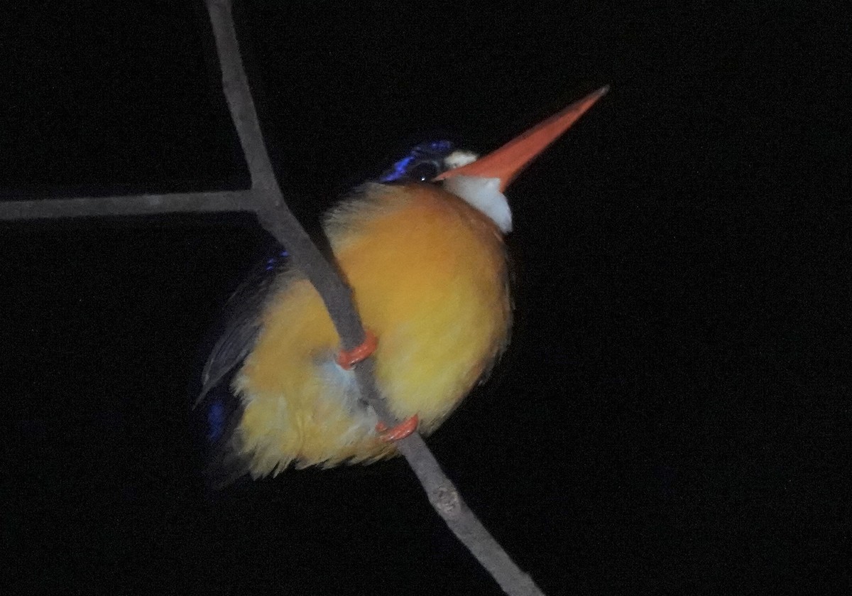 Martín Pigmeo de las Molucas (Molucas Norte) - ML644904970