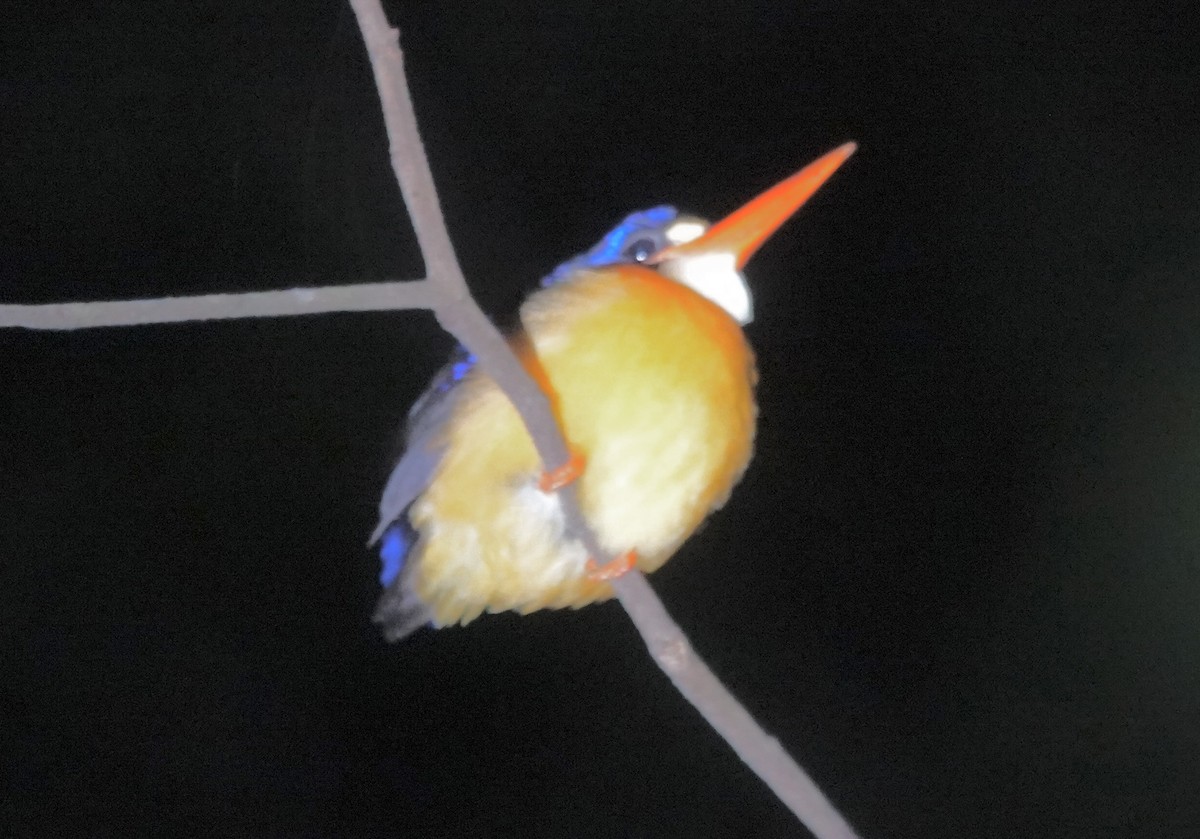 Martín Pigmeo de las Molucas (Molucas Norte) - ML644904971