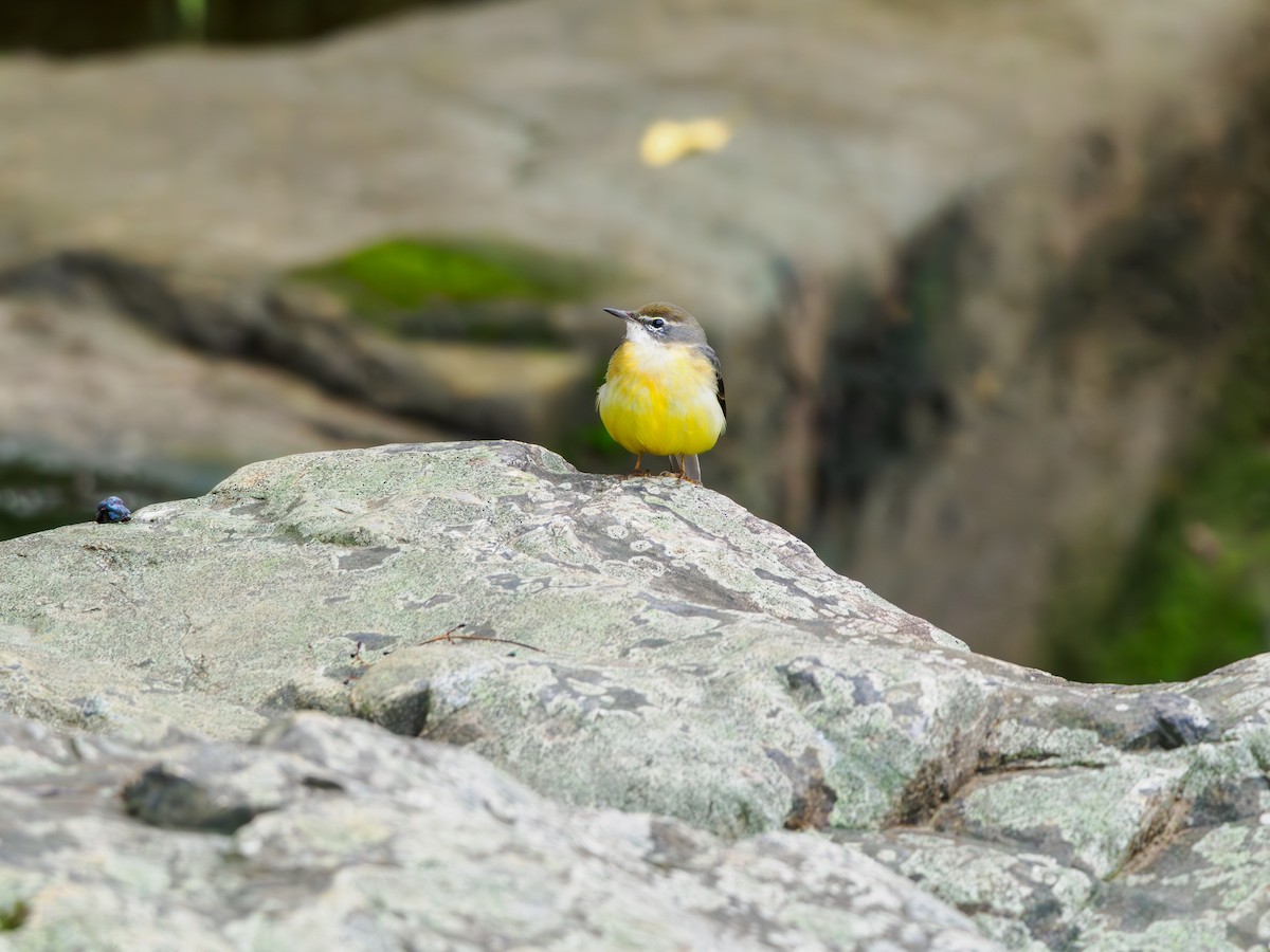 Gray Wagtail - ML644904993