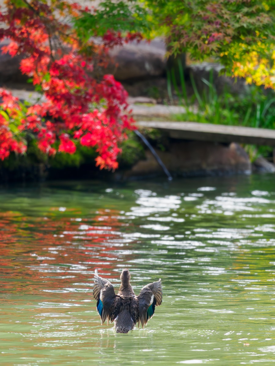 Green-winged Teal - ML644904999