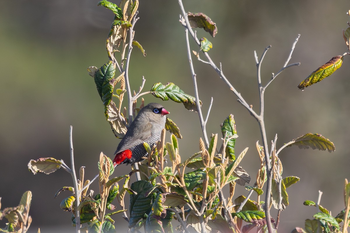 Beautiful Firetail - ML644905019