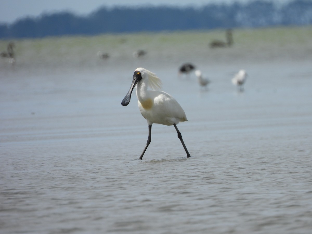 Royal Spoonbill - ML644905020