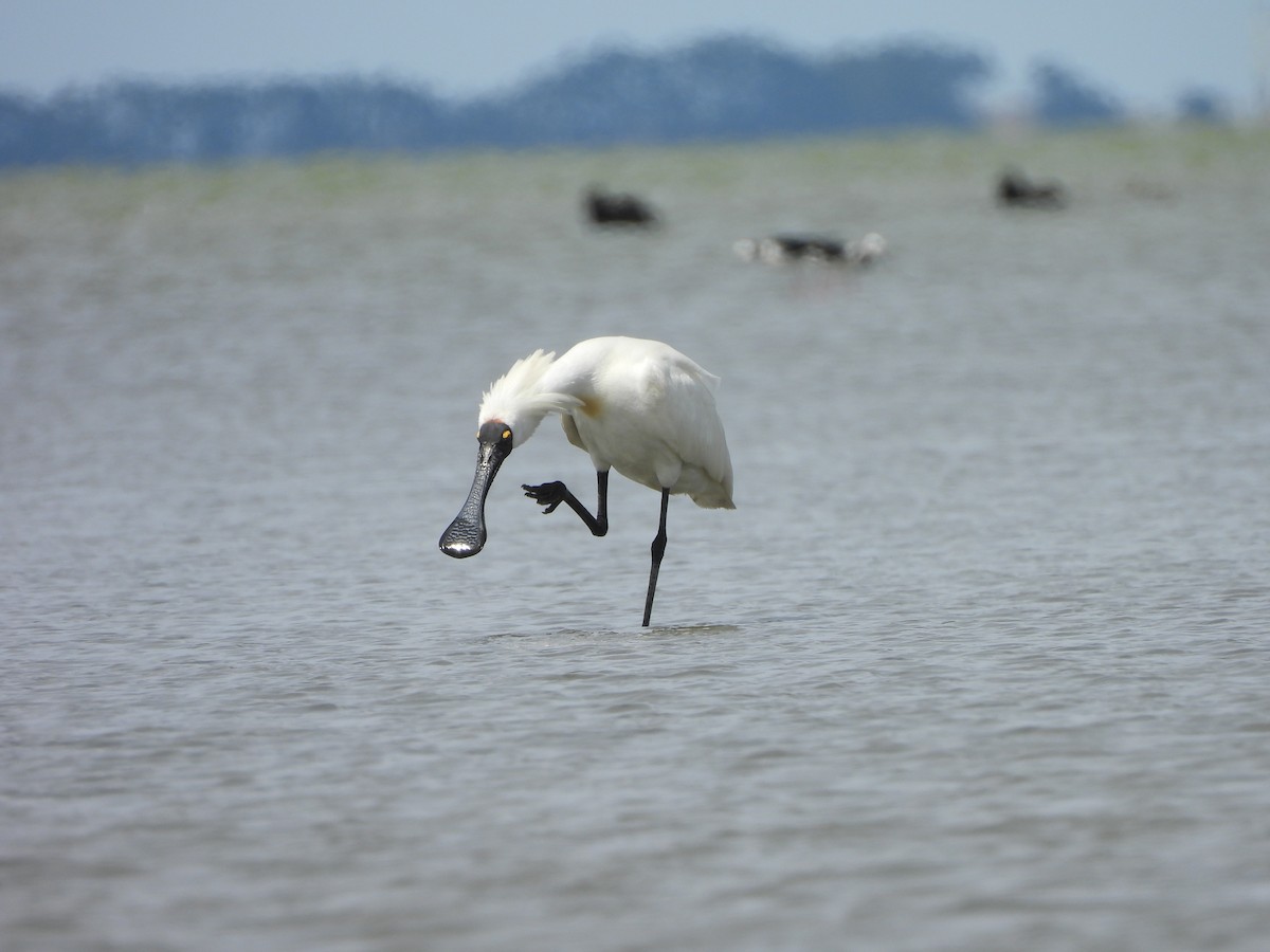 Royal Spoonbill - ML644905021