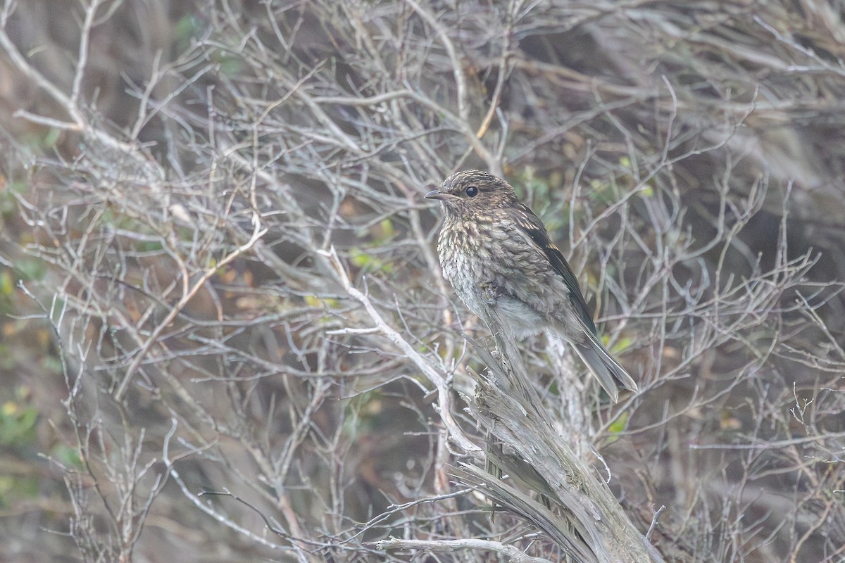 Королець брунатний - ML644905037